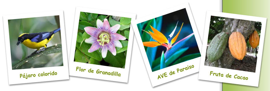 Flor de Granadilla AVE de Paraiso Fruta de Cacao Pájaro colorido